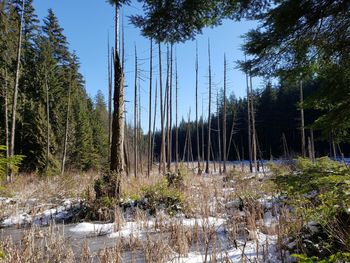 Scenic view of forest against clear sky