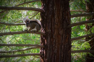 Low angle view of birds on tree trunk