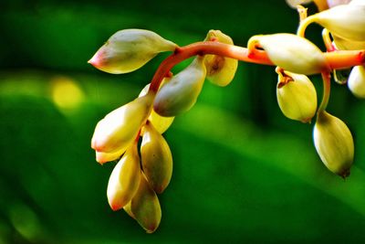Close-up of flowering plant