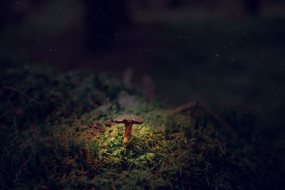 Mushrooms growing on field against sky at night