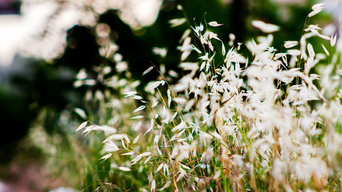 Close-up of white flowers