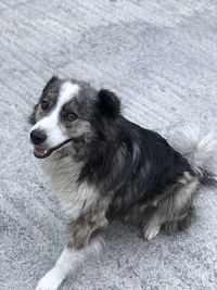 High angle view of dog looking away