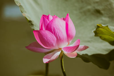 Close-up of pink water lily