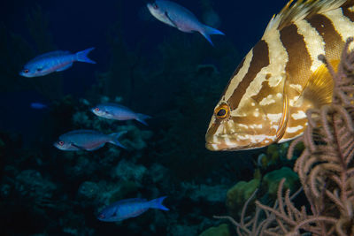 Fish swimming in sea nassau grouper 