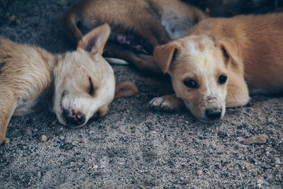 High angle view of a dog resting