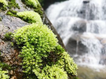 Close-up of moss growing on rock