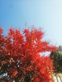 Low angle view of autumnal trees against clear sky