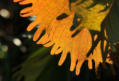 Close-up of orange maple leaves on tree