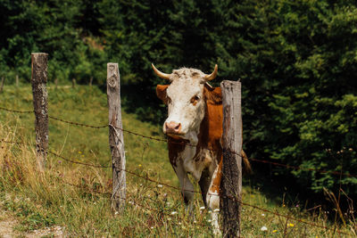 Cow standing in a field