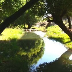 Scenic view of lake amidst trees in forest