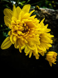 Close-up of yellow flowers blooming against black background