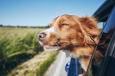 Dog peeking out from car window