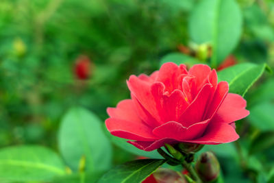 Close-up of red flower