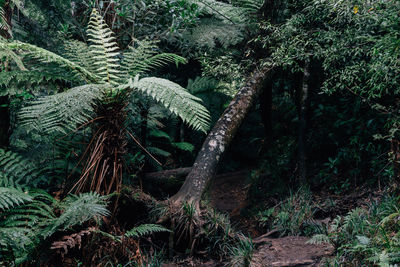 Pine trees in forest