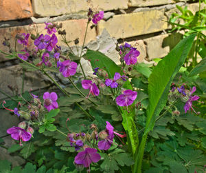 Close-up of purple bougainvillea flowers blooming outdoors