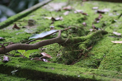 Close-up of lizard on land