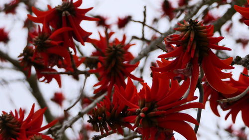 Close-up of red flowering plant