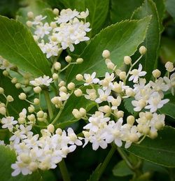 Close-up of white flowers