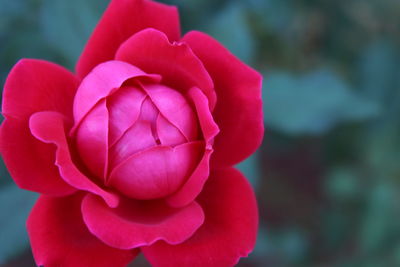 Close-up of pink flower blooming outdoors