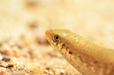 Close-up of snake