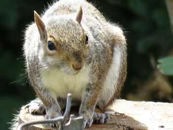 Portrait of squirrel