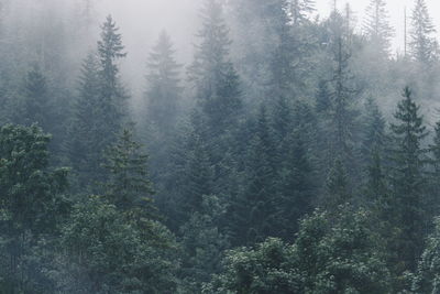 High angle view of pine trees in forest