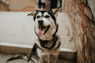 Portrait of dog looking at camera