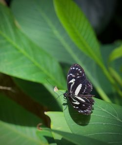 leaf