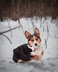 Portrait of dog on snow covered land