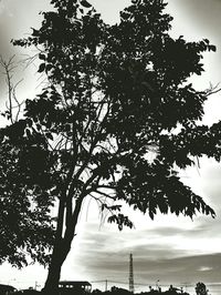 Low angle view of silhouette tree against sky