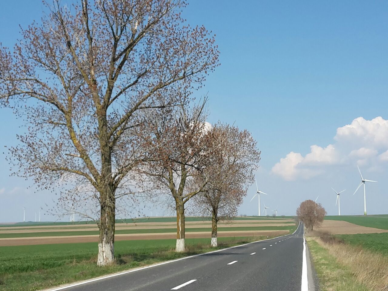 ROAD BY BARE TREES AGAINST CLEAR SKY