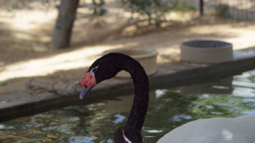 Close-up of swan swimming on lake