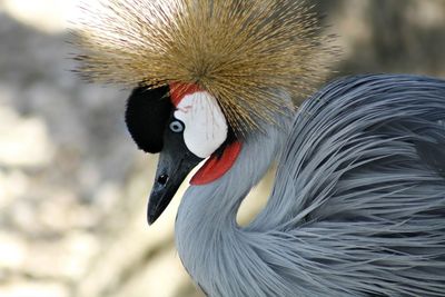 Close-up of grey crowned crane