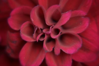 Close-up of red flower blooming outdoors