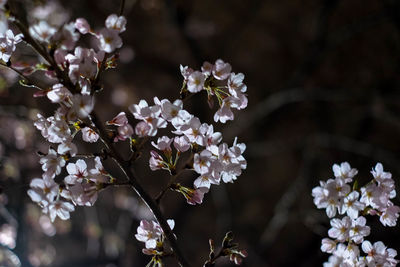 Close-up of white flowers blooming in park