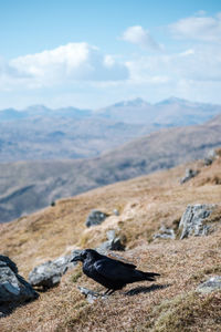 Raven on a mountain top