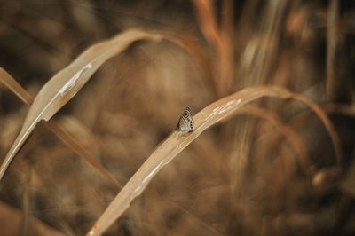 Close-up of insect on grass