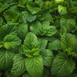 Full frame shot of green leaves