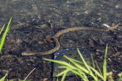 High angle view of lizard on field