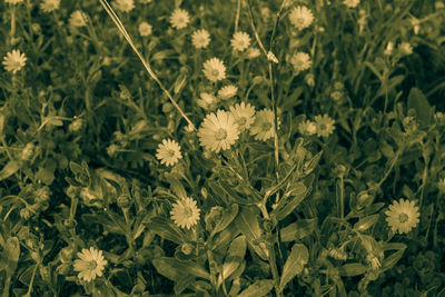 Close-up of flowering plants on land