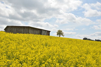 Scenic view of field against sky