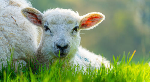 Close-up of a three week old lamb on field in spring sunshine