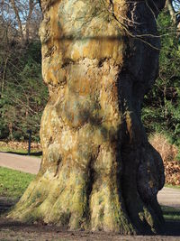 Close-up of tree trunk