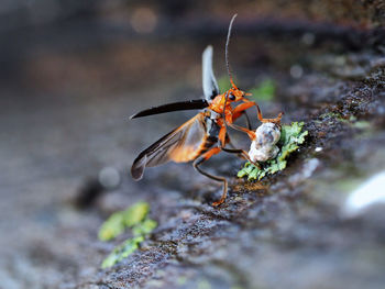 Close-up of insect