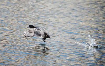 Bird flying over lake