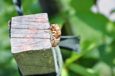 Close-up of cicada nymph shed on wood pole