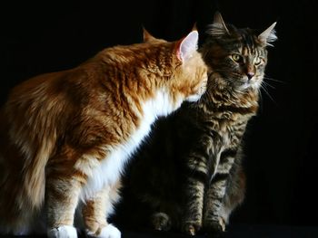 Close-up of cat against black background