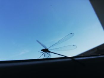 Close-up of insect on glass window