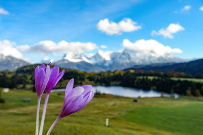 Close-up of purple crocus by lake against sky