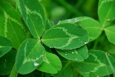 Close-up of wet plant leaves